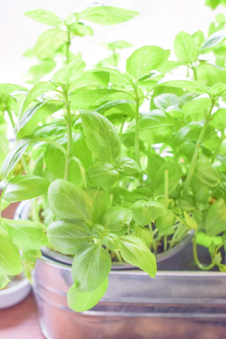 How to make quick basil oil The chef s cult