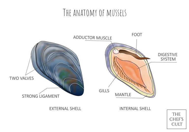 Shown is the anatomy of mussels with external and internal view