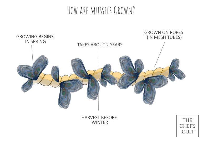 Mussels are shown how they are grown on a rope.