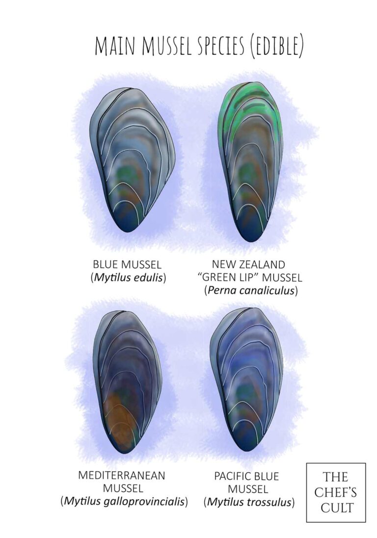 Shown are the four main edible mussel species.